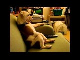 Telewizja dla psów powstała w USA. Oto DogTV! [FILMY]