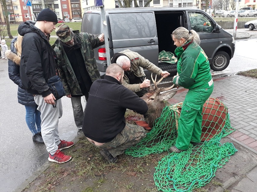 Ranny jeleń zabrany z osiedla Zachód w Stargardzie [ZDJĘCIA, WIDEO]