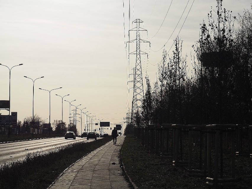 Wielki pomór ptaków w Łodzi! Znamy przyczynę śmierci kilkudziesięciu kawek w sylwestrowo-noworoczną noc w Łodzi