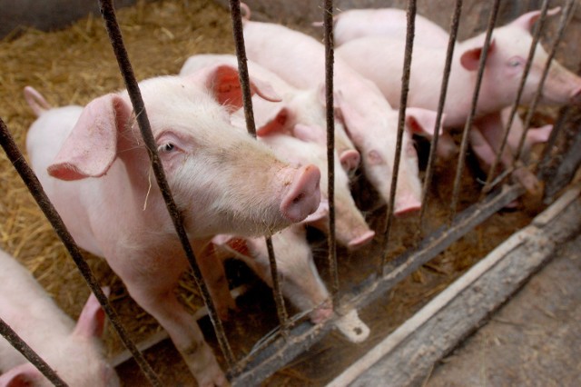 Afrykański pomór świń: Obszar zagrożenia wystąpieniem na Lubelszczyźnie