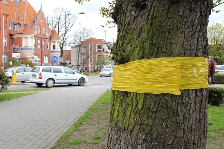 Walka ze szrotówkiem. Niepozorny motyl atakuje kasztanowce [ZDJĘCIA]