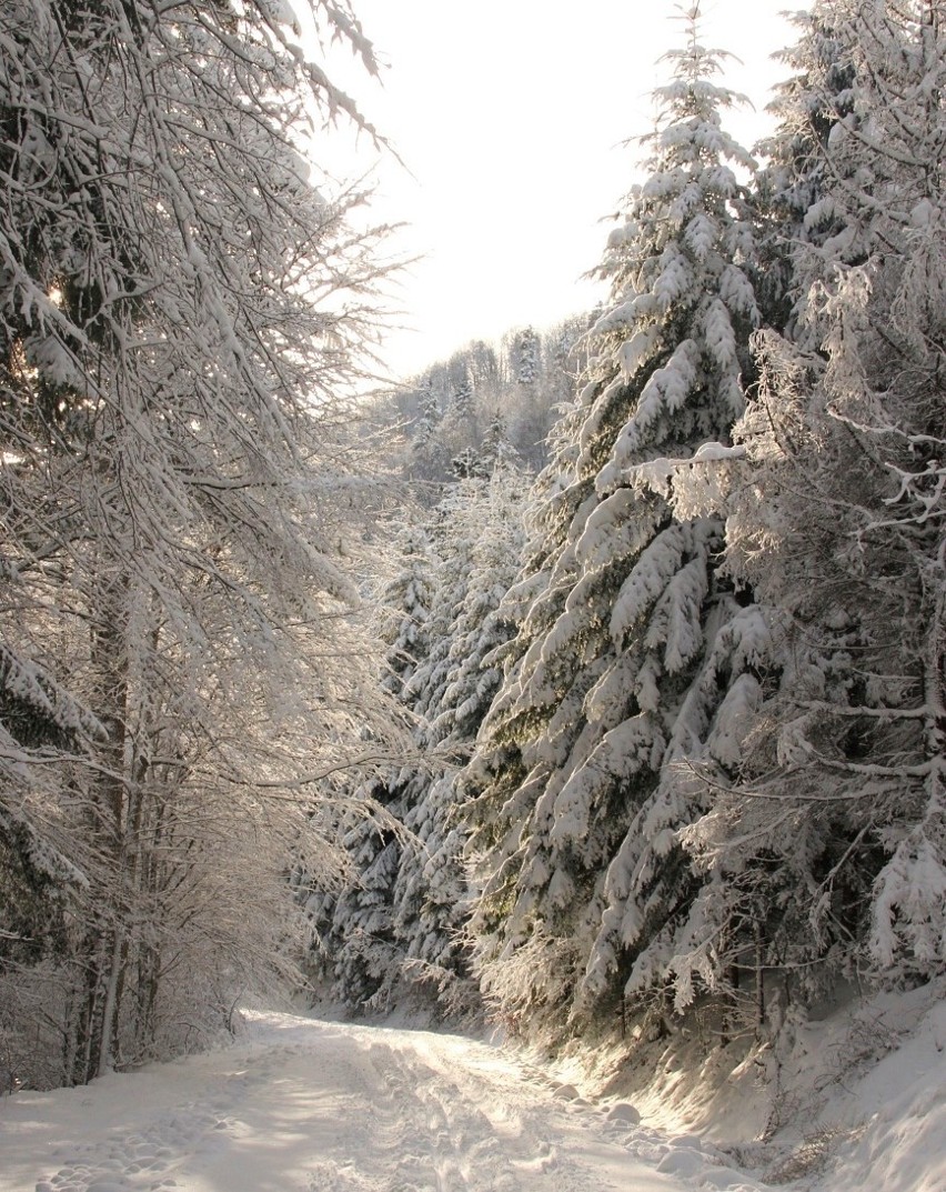 Sądecczyzna. Zima w lasach zachęca do spacerów. Kusi magiczna aura[ZDJĘCIA]