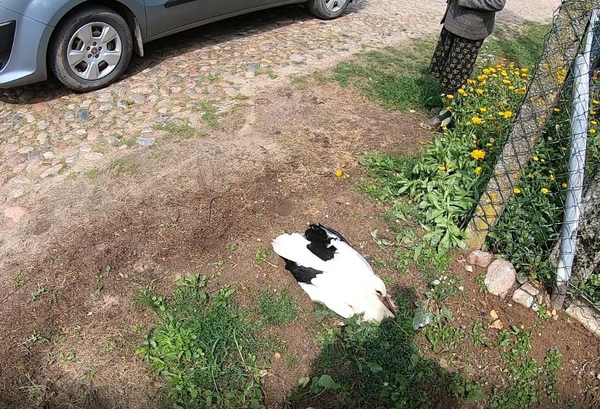 Chomontowce. Bocian wypadł z gniazda. pomogli mu pogranicznicy (zdjęcia)