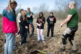 Sadzili las na Kujawach. Aktywiści ostrzegają, że to teren jak "tykająca bomba"