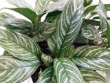 Aglaonema – roślina doniczkowa piękna i łatwa w uprawie