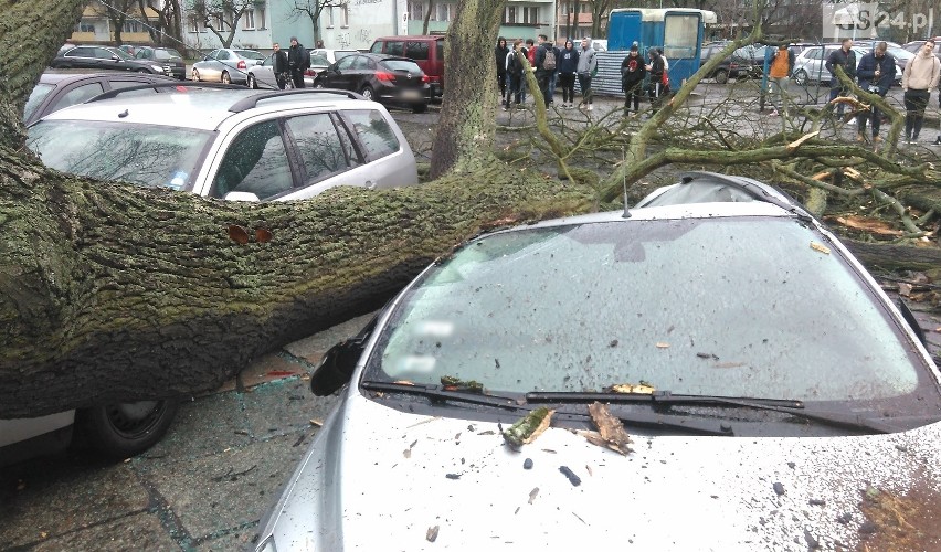 Wichura nad Szczecinem [4.03.2019 r.] Drzewa łamały się jak zapałki [WIDEO, ZDJĘCIA]