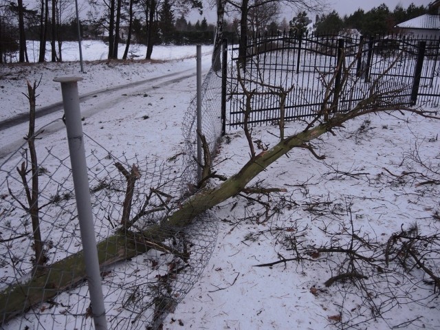 W nocy Ksawery wyrządził duże szkody - powalone drzewa, naderwane dachy, zniszczone posesje. Doszło też do wielu kolizji.