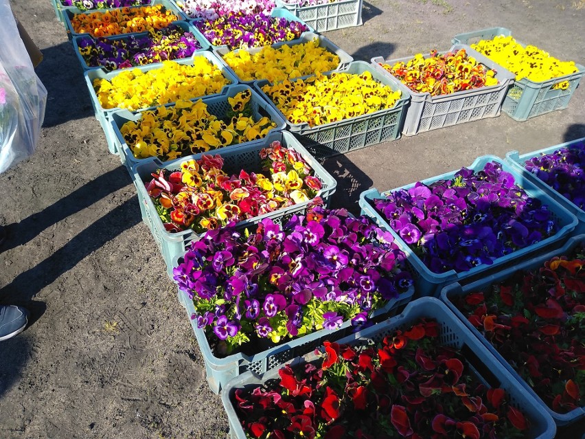 Ceny kwiatów i rozsad na targowisku. Na znów otwartym rynku oblężenie stoisk z roślinami