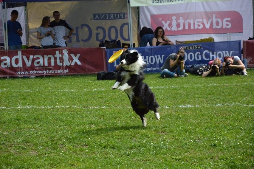 Zawody dogfrisbee czyli Dog Chow Disc Cup 2016 w parku...