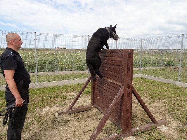 Zawody psów policyjnych w Międzyrzeczu.