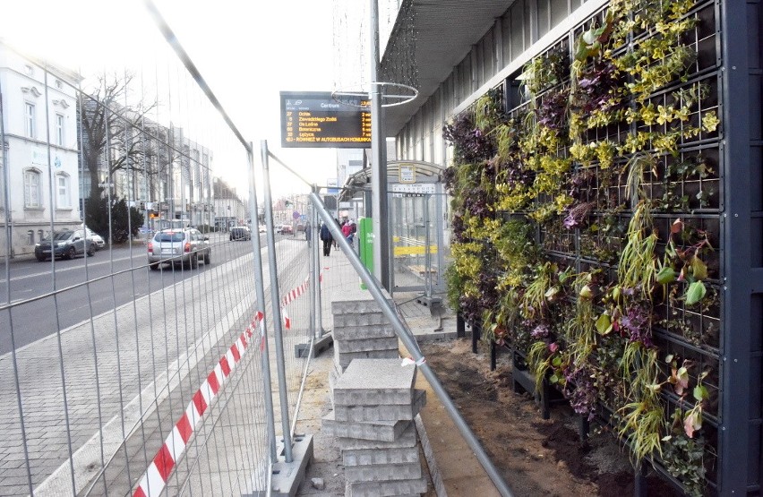 Tak powstają zielone przystanki autobusowe w Zielonej Górze.
