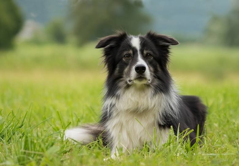 Border collie należy do jednych z najbardziej inteligentnych...