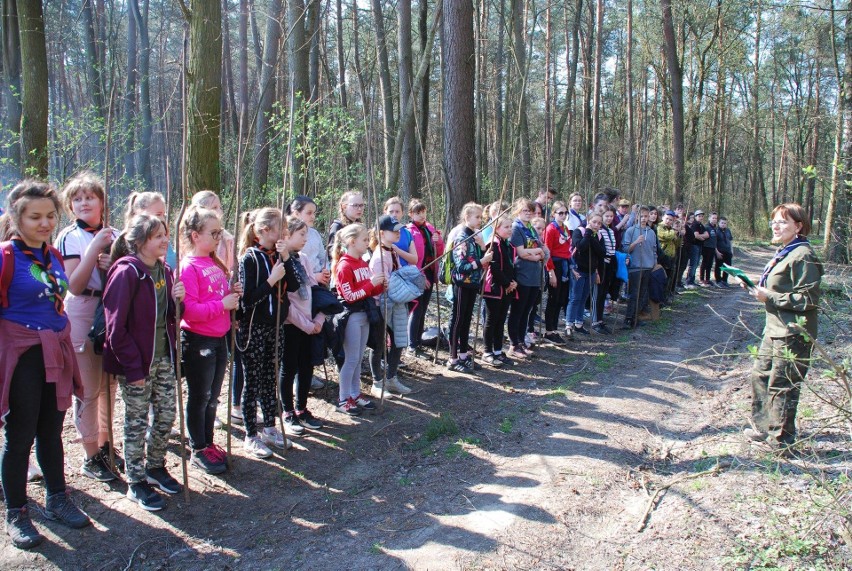 Harcerze z hufca ZHP uczestniczyli w sadzeniu lasu w...