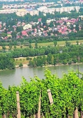 Z Kahlenbergu roztacza się piękny widok na winnice, Dunaj i Wiedeń FOT. MAREK DŁUGOPOLSKI