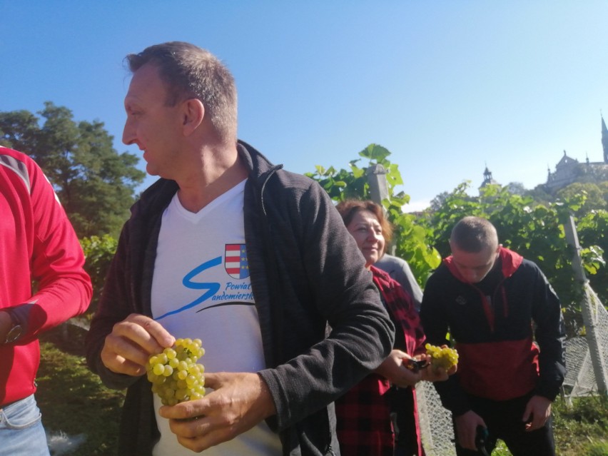 W sandomierskich winnicach  trwa winobranie. U ojców Dominikanów zbierane są pierwsze grona [WIDEO, zdjęcia]