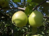 Prezes FAKRO chce nakarmić pracowników jabłkami. ZUS i urząd skarbowy nie da im się najeść  