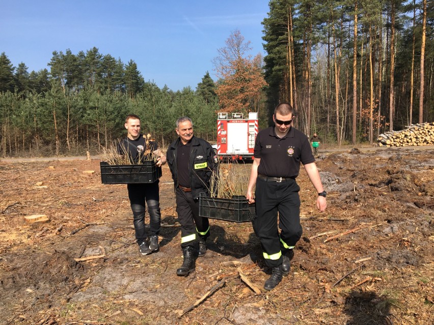 Druhowie z Ochotniczej Straży Pożarnej w Libiążu zasadzili 500 drzewek – młodziutkich dębów