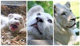 Najmłodszy biały lew z Zoo Borysew - Malibu ma już ponad rok. Jak się zmienił? Jest nie do poznania ZDJĘCIA