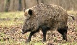 Będzie odstrzał dzików w Toruniu