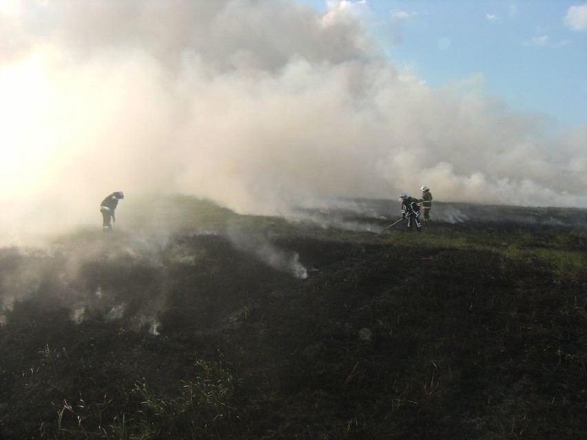 Pożar traw koło Krzesina