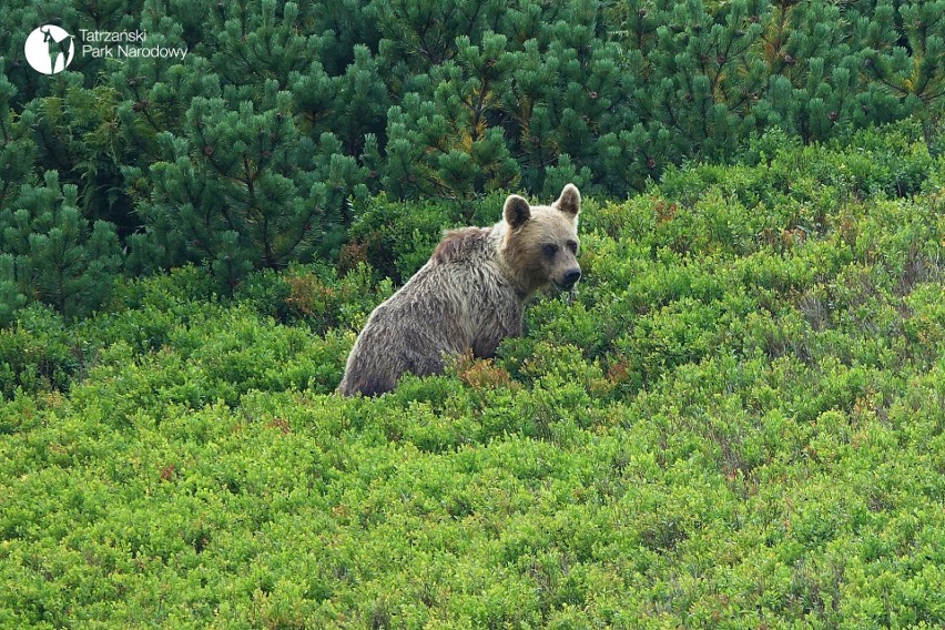 Niedźwiedzie w polskich Tatrach
