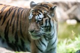 Poznańskie Zoo pomoże zwierzętom z Kijowa. Potrzebna pomoc poznaniaków! Trwa zbiórka