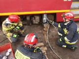 Tak ćwiczą strażacy z Torunia! Uwalniali pasażerów rozbitego w wyniku wypadku tramwaju 