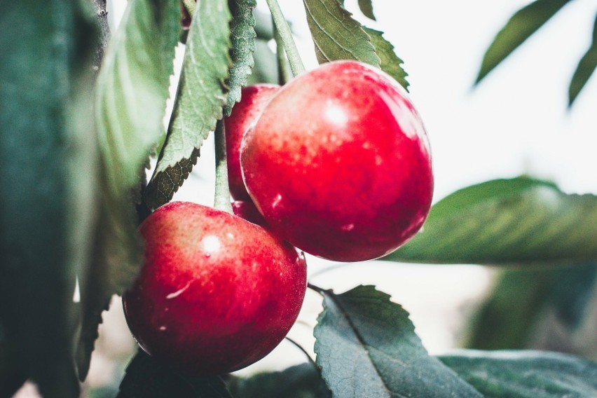 Ocet jabłkowy dzięki kwasowemu pH przywraca naturalny odczyn...
