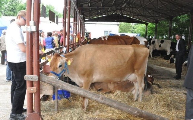 Jedną z najważniejszych części rolniczego spotkania w Modliszewicach jest wystawa najlepszych zwierząt hodowlanych, którą oglądają tysiące gości