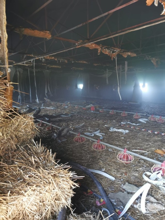 Do wybuchu pożaru kurnika doszło w 10 maja w Boguszycach w gminie piątek. Doszło do pożaru instalacji elektrycznej w kurniku.