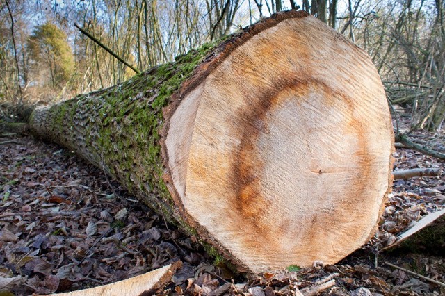 66-latek chciał ukraść drewno lasu.
