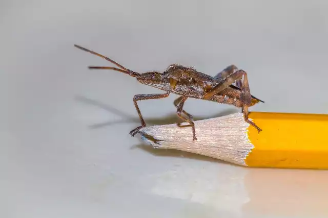 Wtyk ma brązową lub czarną głowę z kłujką i długimi czułkami. Skrzydła są brązowożółte, można na nich zobaczyć wzór przypominający literę H lub X.