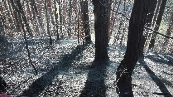 Bartkowa-Posadowa. Pożar lasu strażacy gasili dwie i pół godziny