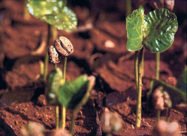 Czym jest kawa organiczna? To nie tylko modna nazwa