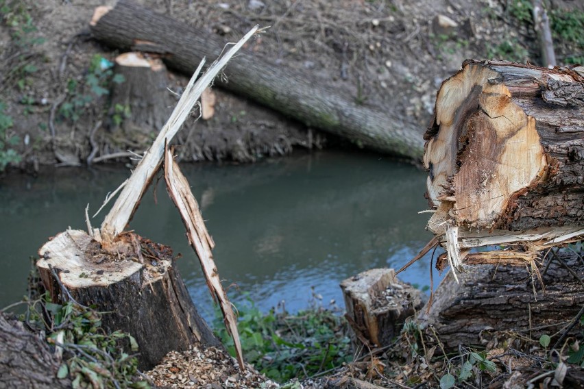 Kraków. Wielka wycinka drzew w Dolinie Prądnika. Mieszkańcy są oburzeni: kolejna dewastacja krakowskiej Amazonki [ZDJĘCIA]