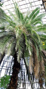 Za mała palmiarnia w ogrodzie. Zagrożony jest 150-letni daktylowiec