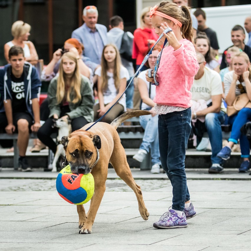 Wystawa psów wielorasowych