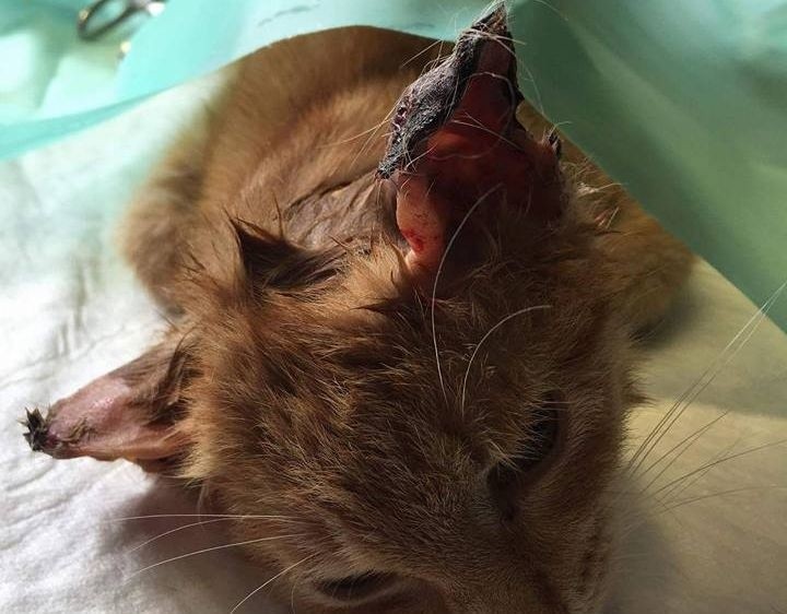 Kotek w dramatycznym stanie znaleziony w gminie Bodzentyn. Zwyrodnialec oskalpował mu uszy i ogon?