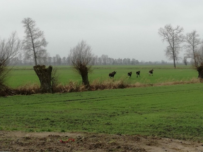 Rodzina łosi w Cedrach Małych (powiat gdański), 14.12.2019