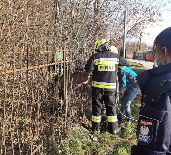 Strażacy z OSP Michałowice ratują sarnę, która utknęła...