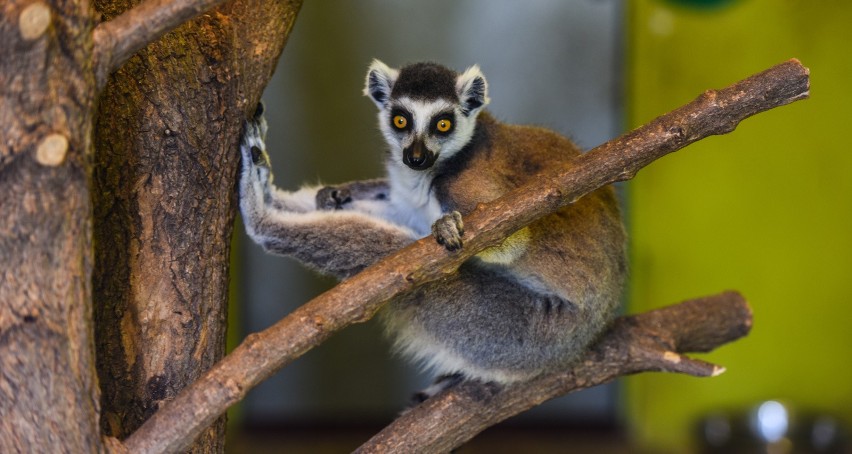 Mieszkańcy bydgoskiego ogrodu zoologicznego w Myślęcinku.