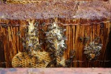 20 maja obchodzimy Światowy Dzień Pszczół. Zobaczcie pasieki w Białymstoku