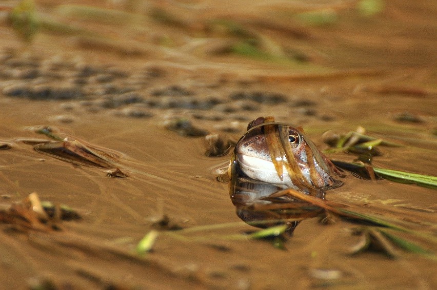 Żaba trawna (Rana temporaria)