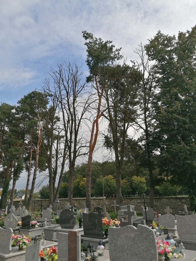 Zniszczone zdjęcia na cmentarzu komunalnym w Cieszanowie (październik 2021).