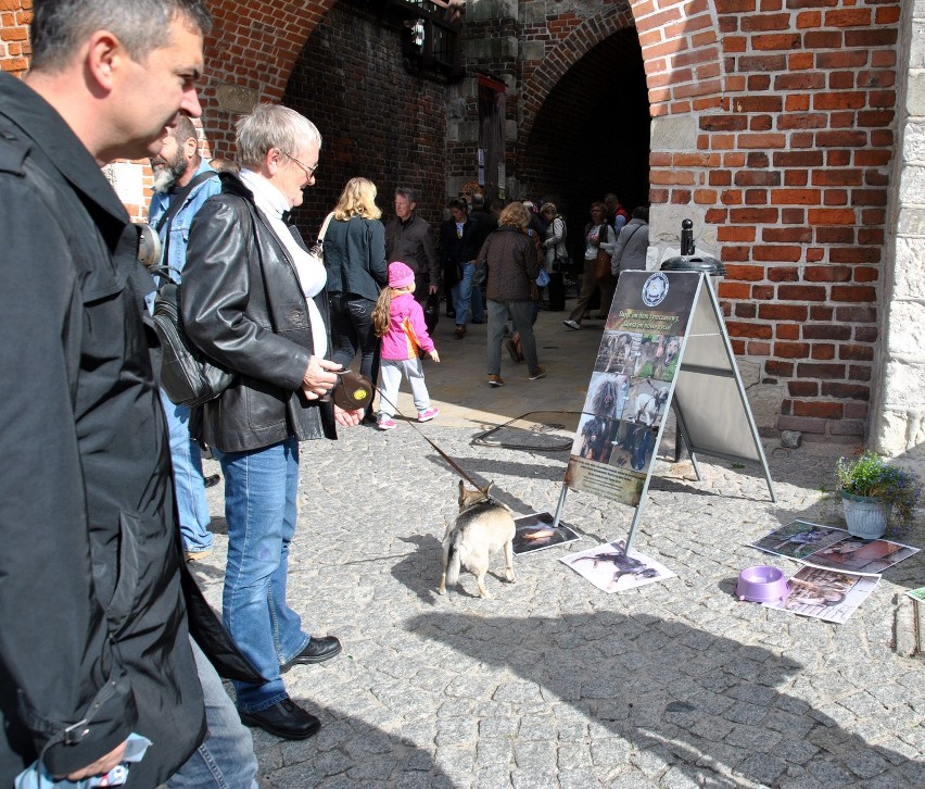 8 edycja akcji "Zerwijmy łańcuchy". Sprawdzali, co czuje pies przywiązany do budy (ZDJĘCIA)