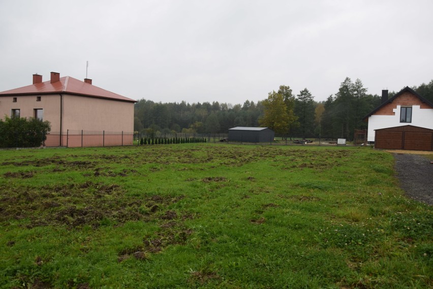 Okolica w Ciągowicach jest kompletnie zryta przez dziki.