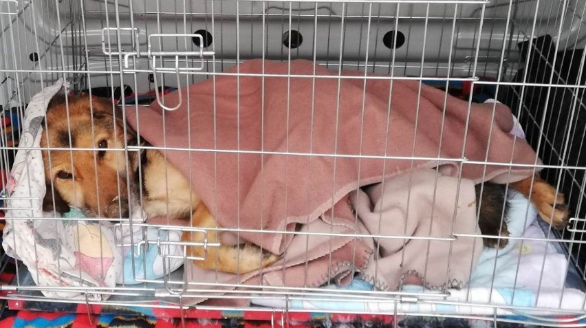 Wyniszczony, wygłodzony pies z gminy Skała trafił do kliniki...