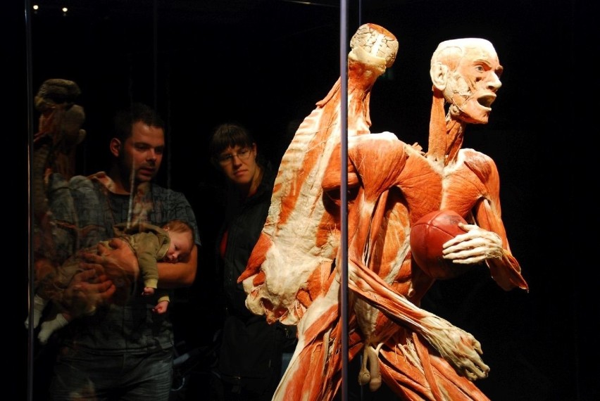 Wystawa ludzkich ciał Body Worlds w Katowicach od 10 lutego