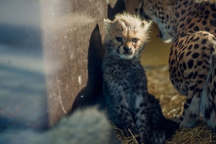 Gepardy ze śląskiego zoo...