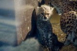 Młode gepardy Mia i Malajka pierwszy raz na wybiegu zoo w Chorzowie bawią się w berka